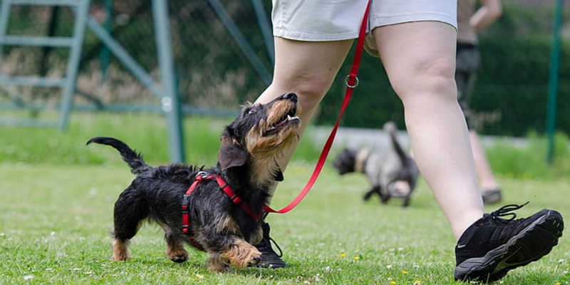 Basic Manners for Dogs