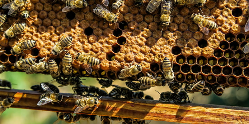 Beekeeping Basic Workshop
