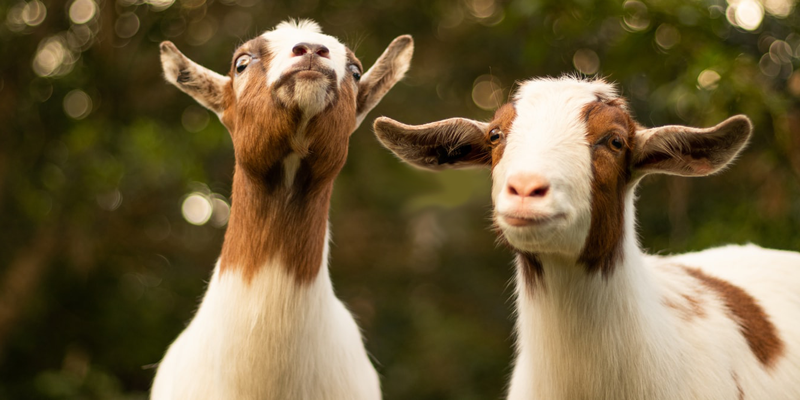 MEAT PROCESSING CLASS - GOAT/SHEEP