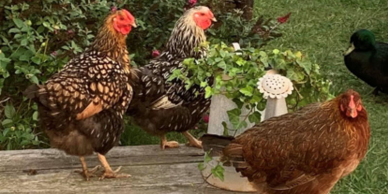 Backyard Poultry